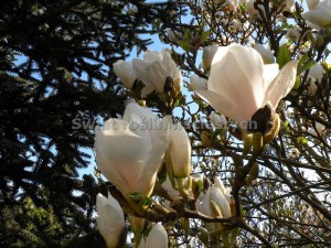 Magnolia pośrednia (Magnolia soulangeana) Alba Superba c12 zdjęcie 2