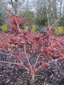 Oczar  złotożółty (Hamamelis) Rubin c4 zdjęcie 1