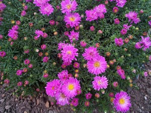Aster krzaczasty (Aster dumosus) Heinz Richard zdjęcie 3