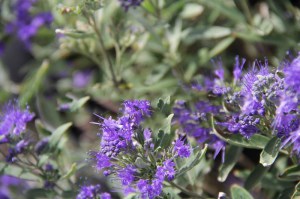 Barbula klandońska (Caryopteris clandonensis) Black Knight zdjęcie 4