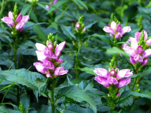 Żółwik ukośny (Chelone obliqua) różowy zdjęcie 2