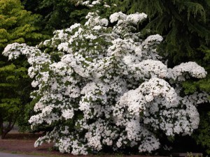 Dereń kousa (Cornus kousa) odmiana chińska c2 zdjęcie 2