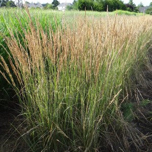 trzcinnik ostrokwiatowy (Calamagrostis acutiflora) Overdam c3 zdjęcie 3