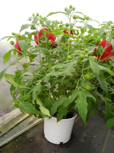 Hibiskus bylinowy (Hibiscus moscheutos) Cranberry Crush zdjęcie 4