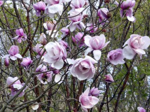 Magnolia Atlas c3 zdjęcie 2