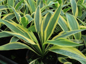 Funkia (Hosta) Lakeside Dragonfly sadzonka 5