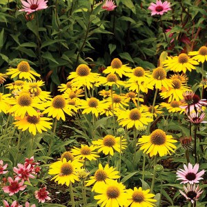 Jeżówka purpurowa (Echinacea) Kismet Yellow zdjęcie 3