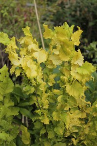 Wiąz holenderski (Ulmus hollandica) Wredei c4 zdjęcie 3