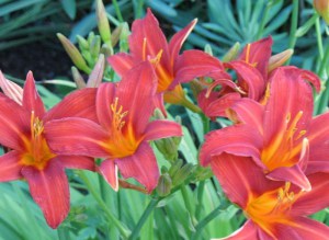 Liliowiec (Hemerocallis) Autumn Red c3 zdjęcie 3