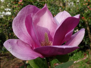 Magnolia Cleopatra c4 zdjęcie 1