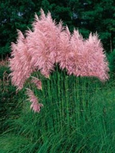 Trawa pampasowa różowa (Cortaderia) trawy ozdobne zdjęcie 3