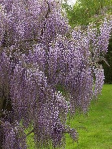 Glicynia kwiecista (Wisteria floribunda) Ludwik Lawin zdjęcie 2