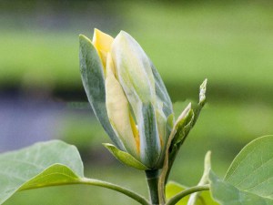 Magnolia acuminata Blue Opal zdjęcie 2