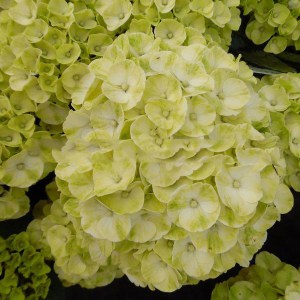 Hortensja ogrodowa (Hydrangea) Caipirinha c3 zdjęcie 1