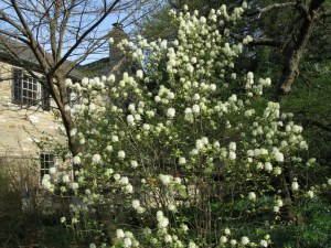 Fotergilla większa (Fothergilla major) c3 zdjęcie 3