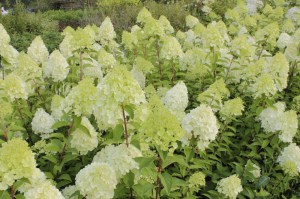 Hortensja bukietowa (Hydrangea) Moonlight na pniu c3 zdjęcie 5