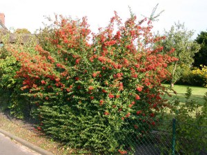 Ognik szkarłatny (Pyracantha coccinea) Red Column c3 zdjęcie 3
