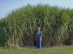 Miskant olbrzymi (Miscanthus giganteus) Floridulus zdjęcie 3
