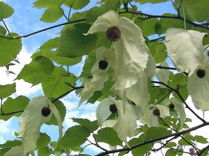 Dawidia chińska Dawidia chińska - Davidia involucrata var. Vilmorina 2