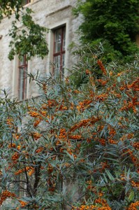 Rokitnik zwyczajny, pospolity (Hippophae rhamnoides) c2 zdjęcie 2