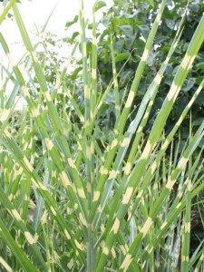 Miskant chiński (Miscanthus sinensis) Giraffe zdjęcie 2