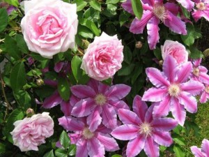 Powojnik (Clematis) Dr Ruppel c2 zdjęcie 2