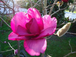 Magnolia Felix Jury c5 zdjęcie 3