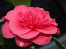 Kamelia japońska (Camellia japonica) Lady Campbell zdjęcie 3