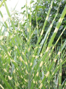 Miskant chiński (Miscanthus sinensis) Zembrinus zdjęcie 2