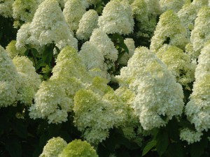 Hortensja bukietowa (Hydrangea) Rastede c3 zdjęcie 1