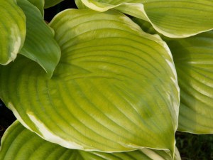 Funkia (Hosta) Winter Snow zdjęcie 2