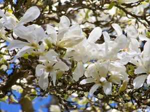 Magnolia japońska (Magnolia kobus) c2 zdjęcie 2
