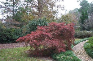 Klon palmowy szczepiony (Acer palm.) Inaba Shidare c4 zdjęcie 2
