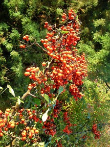 Ognik szkarłatny (Pyracantha coccinea) Orange Glow c3 zdjęcie 3