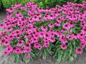 Jeżówka purpurowa (Echinacea) Purple Emperor zdjęcie 2