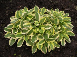 Funkia (Hosta) Brim Cup zdjęcie 3