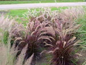 Rozplenica szczotkowata (Pennisetum sataceum) Rubrum zdjęcie 3