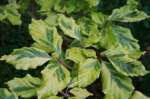 Buk pospolity (Fagus sylvatica) Albovariegata c3 zdjęcie 3