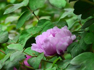 Piwonia drzewiasta (Paeonia suffruticosa) odm. chińska lila zdjęcie 3