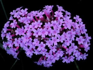 Werbena patagońska (Verbena bonariensis) zdjęcie 2