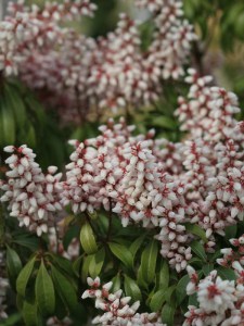 Pieris japoński (Pieris japonica) Bonfire zdjęcie 3