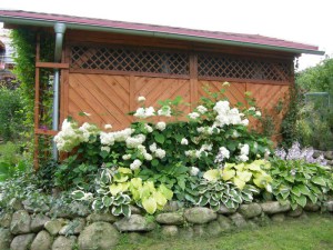 Hortensja drzewiasta (Hydrangea arbor.) Annabelle c3 zdjęcie 3