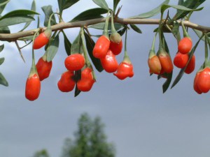 Jagody Goji - jagody życia (Lycium barbarum) c2 zdjęcie 3