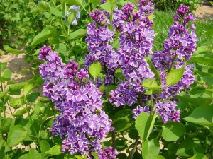 Bez - lilak (Syringa) Sensation c3 zdjęcie 3