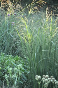 Proso rózgowate (Panicum virgatum) Northwind zdjęcie 2