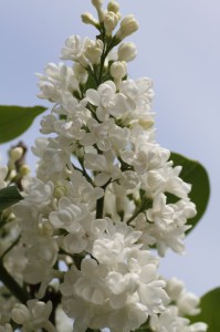 Bez - lilak pospolity (Syringa) Miss Ellen Willmott zdjęcie 3