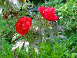 Piwonia drzewiasta (Paeonia suffruticosa) odm. chińska czerwona zdjęcie 3