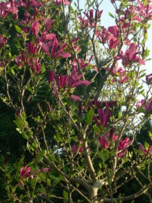 Magnolia Susan - kwitnie dwa razy w roku c2 zdjęcie 3