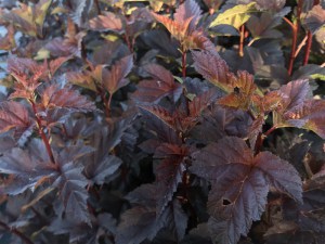 Pęcherznica kalinolistna (Physocarpus opuliofolius) Dart's Gold c2 zdjęcie 1