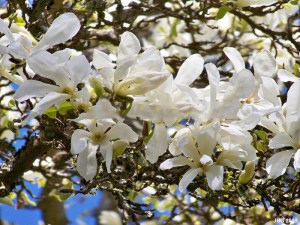 Magnolia japońska (Magnolia kobus) c4 zdjęcie 2